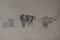Drei Kühe auf der Weide - Ludovic Rodo Pissarro